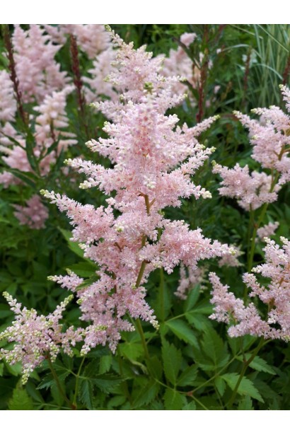 Астильба японська Європа купити